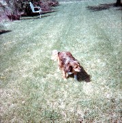 Lady (dog)